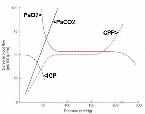 Cerebral Blood Flow Graph